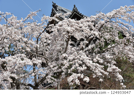 Cherry blossoms and the mountain gate of Konkai-Komyoji Temple (Sakyo Ward, Kyoto City) Cherry blossoms and the mountain gate of Konkai-Komyoji Temple (Sakyo Ward, Kyoto City) 124933047