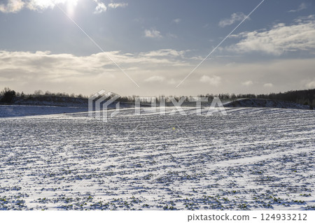 an agricultural field in winter, a forest is near the field 124933212