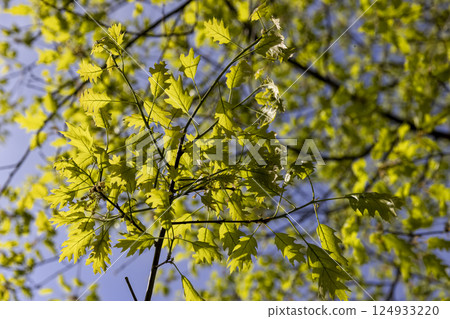 new oak foliage in sunny weather, part of an oak tree with new foliage that grew in spring close up, view from below new oak foliage in sunny weather, part of an oak tree with new foliage that grew in spring close up, view from below 124933220