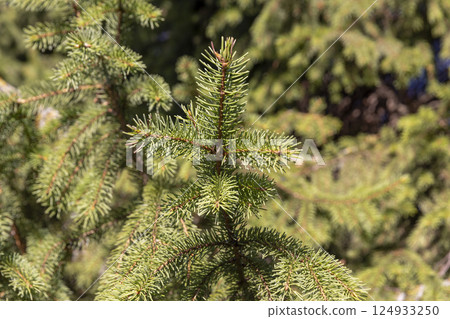 tree in sunny autumn weather, evergreen spruce tree in autumn park closeup, side view tree in sunny autumn weather, evergreen spruce tree in autumn park closeup, side view 124933250