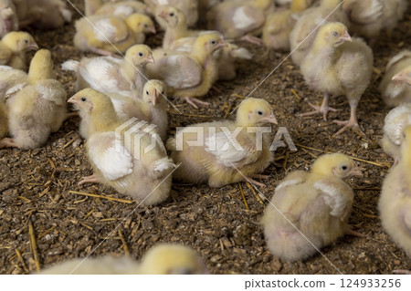 broiler chickens in a poultry house of a farm for growing meat breeds of chicken, small chickens in down and feathers 124933256