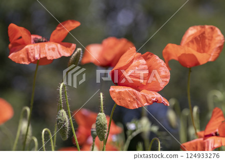 flowers of red poppy during flowering, field with red poppies and green grass flowers of red poppy during flowering, field with red poppies and green grass 124933276