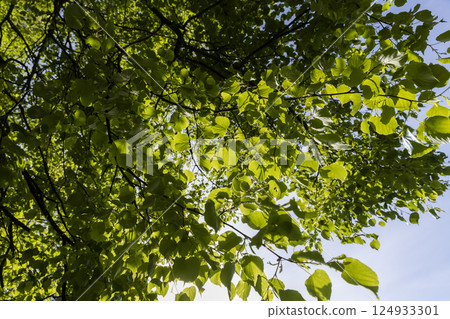 foliage of a linden tree in sunny weather, part of a linden tree with new foliage that grew in spring, side view, view from below foliage of a linden tree in sunny weather, part of a linden tree with new foliage that grew in spring, side view, view from below 124933301