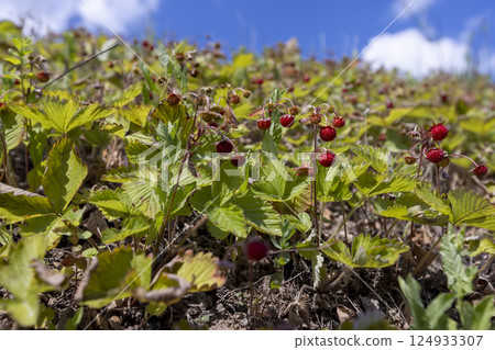 green strawberry bushes with small sweet berries growing on a hill, green strawberry bushes with small sweet berries growing on a hill, 124933307