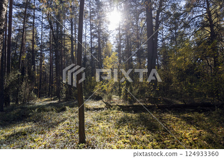 pines and other trees in the forest in Europe pines and other trees in the forest in Europe 124933360
