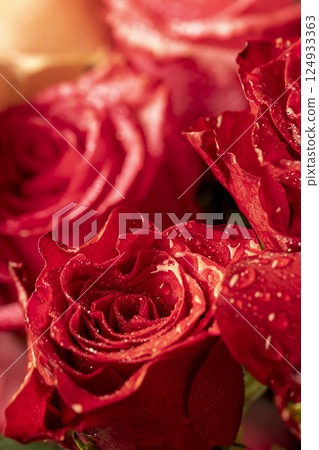 covered with drops of water, a group of red rose flowers for a gift covered with drops of water, a group of red rose flowers for a gift 124933363