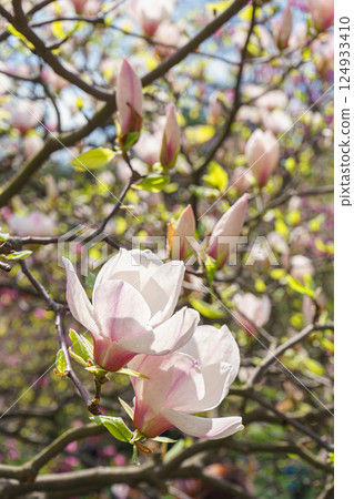 Blooming tree branch with white Magnolia soulangeana flowers in garden, outdoors Blooming tree branch with white Magnolia soulangeana flowers in garden, outdoors 124933410