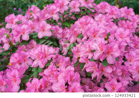 Blooming pink japan Azalea Ericaceae bush, Geisha Purple, rhododendron flower macro, background Blooming pink japan Azalea Ericaceae bush, Geisha Purple, rhododendron flower macro, background 124933421
