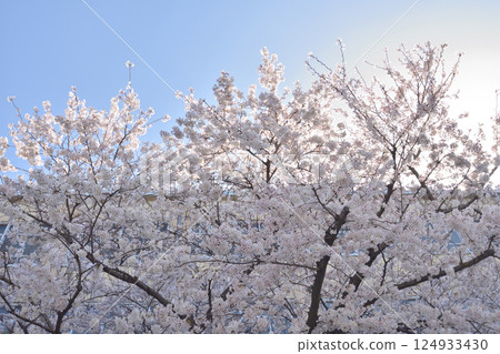 藤森小學的櫻花 藤森小學的櫻花 124933430