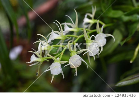 Oeoniella polystachys, a beautiful plant with strangely shaped white flowers that grows on trees native to Madagascar Oeoniella polystachys, a beautiful plant with strangely shaped white flowers that grows on trees native to Madagascar 124933436
