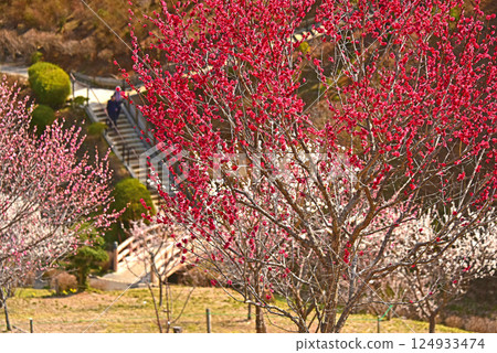 New Yoshino Baigo after felling, Ome City, Tokyo New Yoshino Baigo after felling, Ome City, Tokyo 124933474