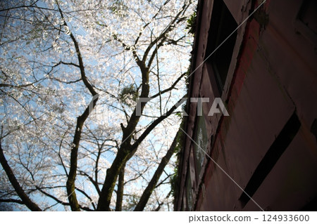 Some spring 124933600