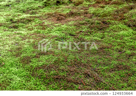 苔蘚與透過樹木的微弱陽光相映成趣的美麗[背景素材] 124933664
