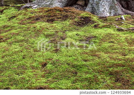 The beauty of the moss that matches the faint sunlight filtering through the trees [Background material] 124933694