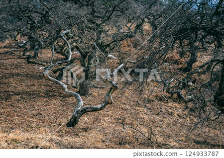 小野哭泣九里自然保護區【神伊納郡辰野町】 124933787