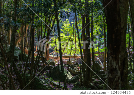Sunlight filtering through the trees, Western forest road area, Yakushima, World Natural Heritage Site (Summer) 124934455