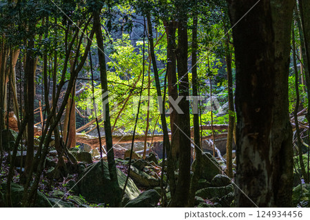 世界自然遺產屋久島西林道地區，陽光透過樹梢灑落（夏季） 124934456