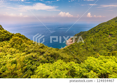 Spectacular views of the Yakushima World Heritage Site (August) - Evergreen broad-leaved forest bathed in the midsummer sunshine 124934467