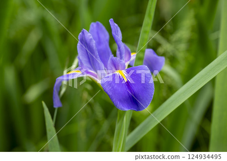 Beautifully blooming rare wild iris called Nohanashoubu Beautifully blooming rare wild iris called Nohanashoubu 124934495