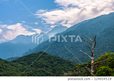 屋久島世界自然遺產的壯麗景色（8月）－藍天與常綠闊葉林 124934519