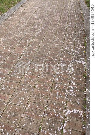 Cherry blossoms petals that fell to the ground 124934549