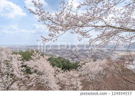 Cherry blossom tree and cityscape Cherry blossom tree and cityscape 124934557