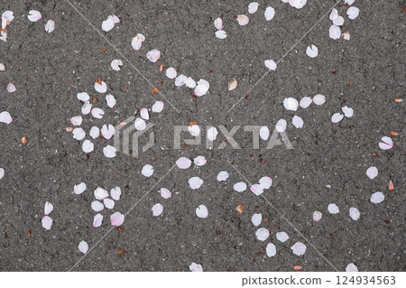 Cherry blossoms petals that fell to the ground 124934563