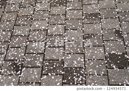 Cherry blossoms petals that fell to the ground 124934571