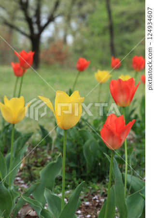 Red and yellow tulips Red and yellow tulips 124934607