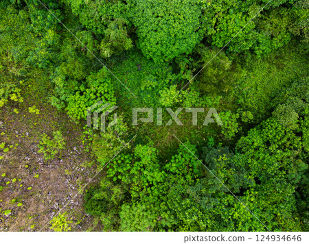 Aerial view nature abundant forest trees,Top view Forest ecosystem concept and background, Texture of green leaves in rainforests, Conservation concept,Natural scenery tropical green forest background Aerial view nature abundant forest trees,Top view Forest ecosystem concept and background, Texture of green leaves in rainforests, Conservation concept,Natural scenery tropical green forest background 124934646