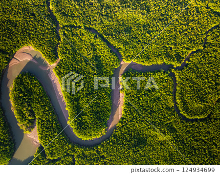Amazing abundant mangrove forest,Aerial view of forest trees Rainforest ecosystem and healthy environment background,Texture of green trees forest top down,High angle view 124934699