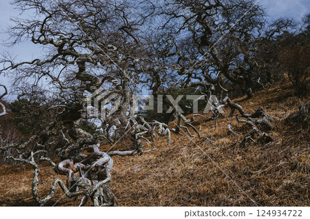 Medusa [Ono's weeping grass natural habitat] 124934722