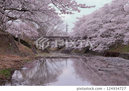 京都府龜岡市七谷川沿岸的櫻花 京都府龜岡市七谷川沿岸的櫻花 124934727