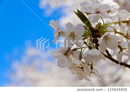 櫻花放大 124934808