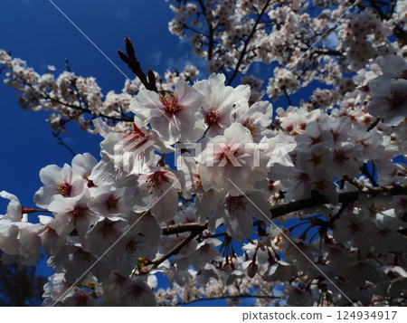 Cherry blossoms in full bloom shining in the blue sky Cherry blossoms in full bloom shining in the blue sky 124934917