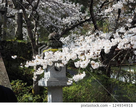 Cherry trees on the river Cherry trees on the river 124934918