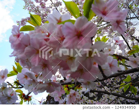 Yaezakura that shines in the blue sky Yaezakura that shines in the blue sky 124934950