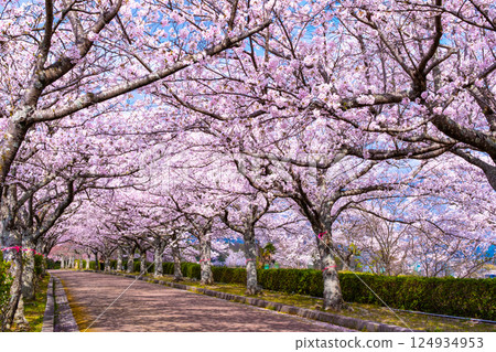 Cherry blossom trees along the Nawaragi Road in Kyoto 124934953