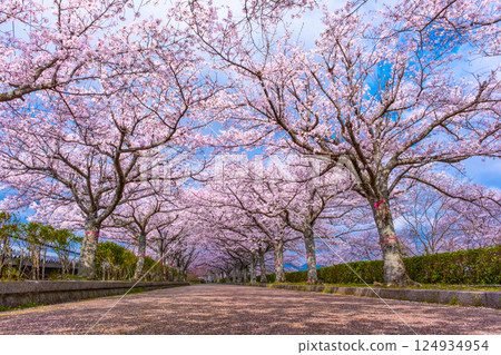 Cherry blossom trees along the Nawaragi Road in Kyoto Cherry blossom trees along the Nawaragi Road in Kyoto 124934954