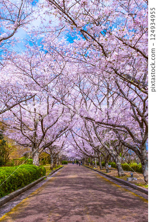 Cherry blossom trees along the Nawaragi Road in Kyoto Cherry blossom trees along the Nawaragi Road in Kyoto 124934955