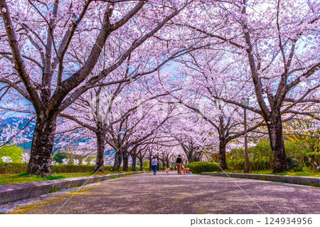 京都笠木路沿線的櫻花樹 京都笠木路沿線的櫻花樹 124934956