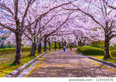 Cherry blossom trees along the Nawaragi Road in Kyoto 124934976