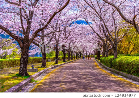 京都笠木路沿線的櫻花樹 124934977