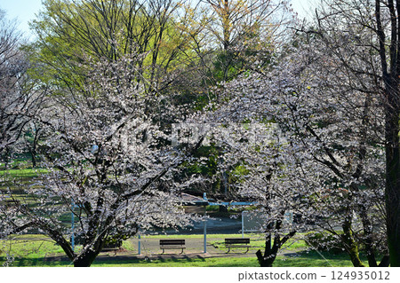 桶川市城山公園櫻花盛開 124935012