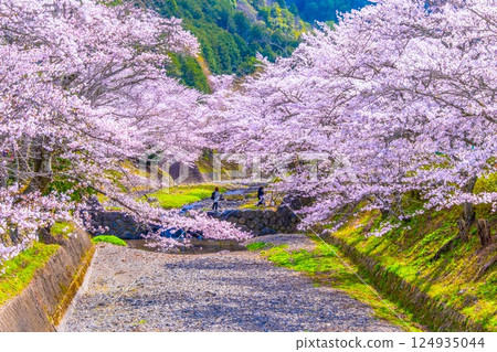 Cherry blossom trees along the Nanatani River in Kyoto Cherry blossom trees along the Nanatani River in Kyoto 124935044