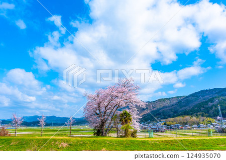 京都七谷川沿岸的櫻花 124935070