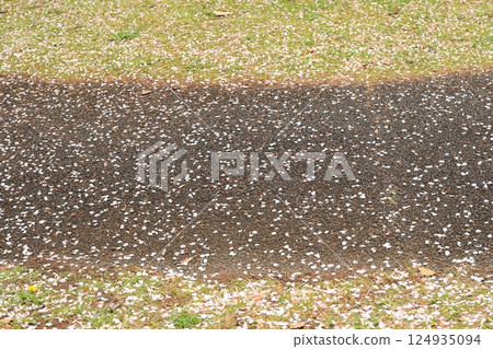 Cherry blossoms petals that fell to the ground 124935094