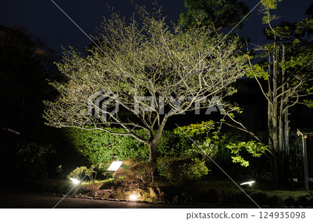 神奈川縣 橫濱三溪園 柳高桑星櫻 124935098