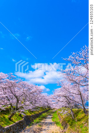Cherry blossom trees along the Nanatani River in Kyoto 124935103