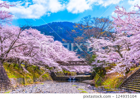 Cherry blossom trees along the Nanatani River in Kyoto Cherry blossom trees along the Nanatani River in Kyoto 124935104